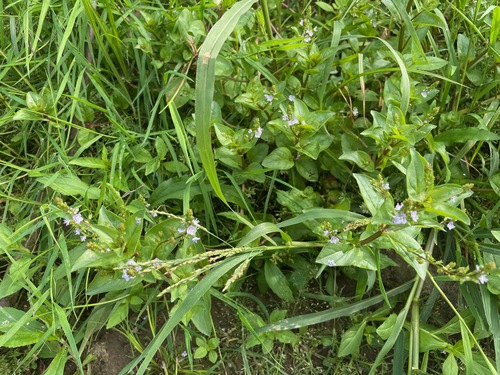 Veronica anagallis-aquatica, photograph 2