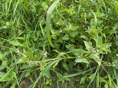 Veronica anagallis-aquatica, photograph (c) Tom Scavo, some rights reserved (CC BY)