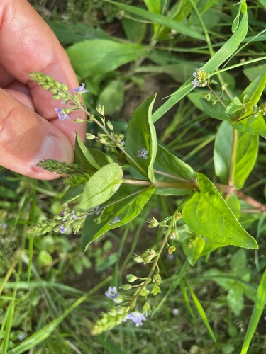 Veronica anagallis-aquatica, photograph 1