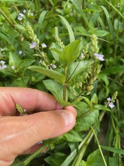 Veronica anagallis-aquatica, photograph (c) Tom Scavo, some rights reserved (CC BY)