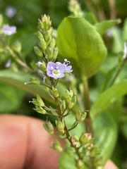 Veronica anagallis-aquatica, photograph (c) Tom Scavo, some rights reserved (CC BY)