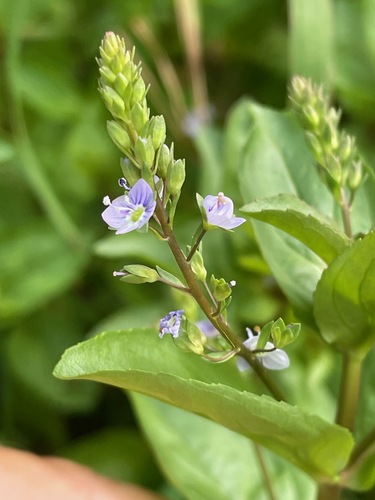 Veronica anagallis-aquatica, photograph 4