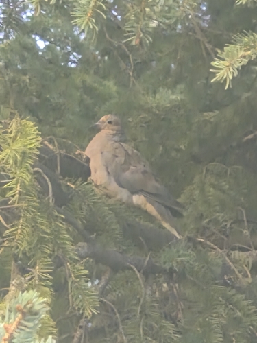 Mourning Dove