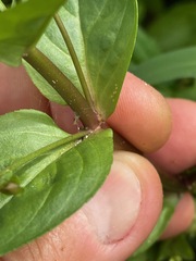 Veronica anagallis-aquatica, photograph (c) Tom Scavo, some rights reserved (CC BY)