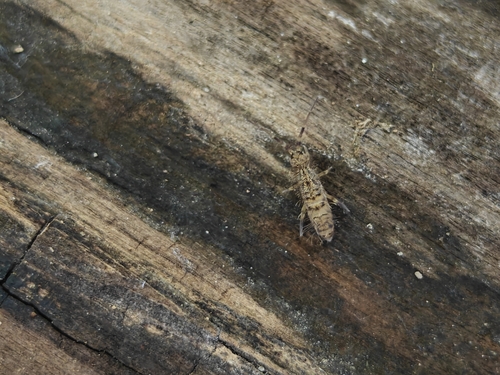 Shaggy Springtail