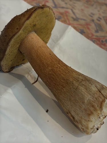 King Bolete