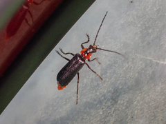 Cantharis oregona