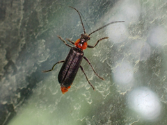 Cantharis oregona