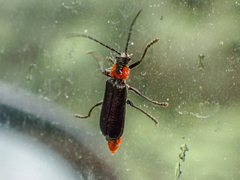 Cantharis oregona