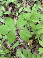 Hydrophyllum virginianum