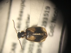 Lebia fuscata