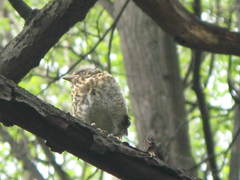 Turdus pilaris