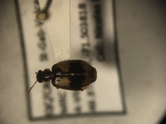 Lebia fuscata