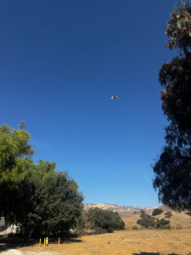 iNaturalist observation photo of American Barn Owl