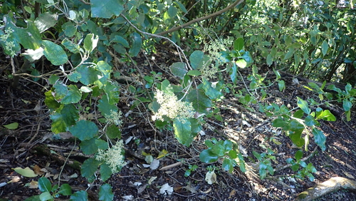 Brachyglottis repanda, photograph 4