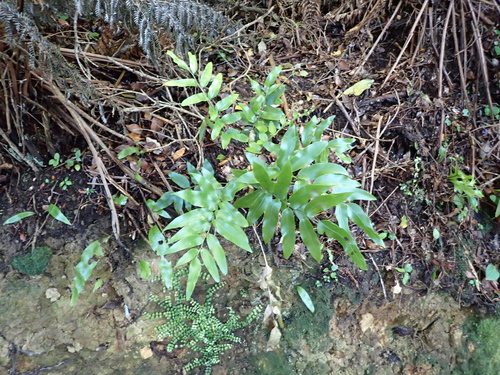 Asplenium oblongifolium, photograph 2