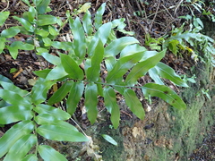 Asplenium oblongifolium, photograph (c) Michael Berardozzi, some rights reserved (CC BY)