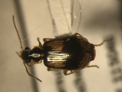 Lebia fuscata