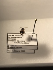 Lebia fuscata