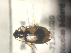 Lebia fuscata