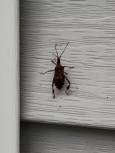 Western Conifer Seed Bug
