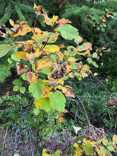 Spiraea lucida