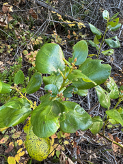 Ceanothus velutinus, photograph (c) Caleb Catto, some rights reserved (CC BY)