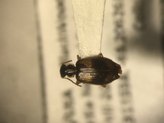 Lebia fuscata