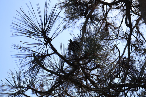 Pinus torreyana, photograph 5