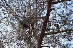 Pinus torreyana, photograph author not stated, no rights reserved