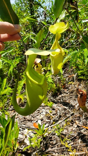 Raffles' pitcher-plant