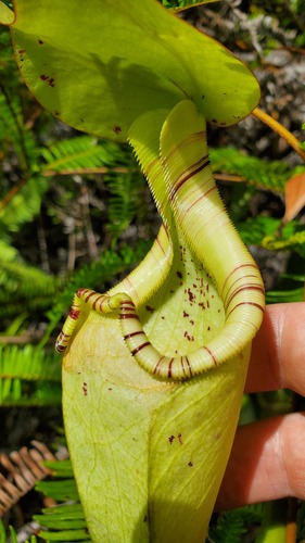 Raffles' pitcher-plant