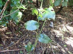 Passiflora tetrandra, photograph (c) Michael Berardozzi, some rights reserved (CC BY)