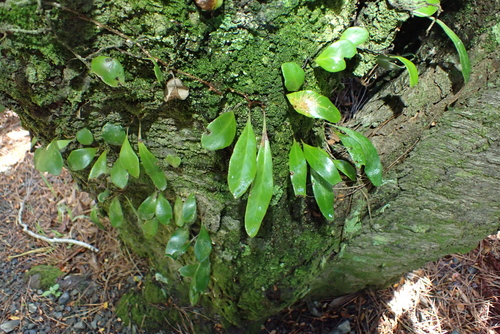 Pyrrosia eleagnifolia, photograph 6