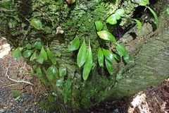 Pyrrosia eleagnifolia, photograph (c) Michael Berardozzi, some rights reserved (CC BY)