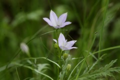 Campanula stevenii