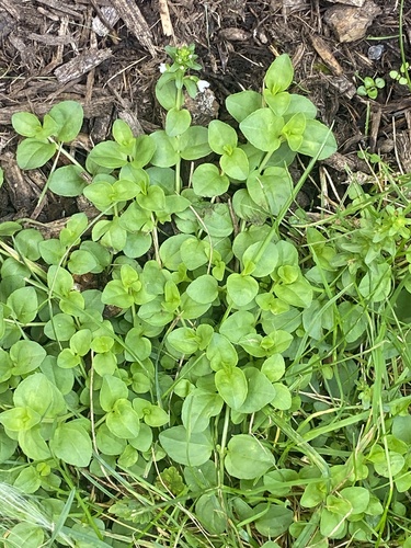 Veronica serpyllifolia, photograph 5