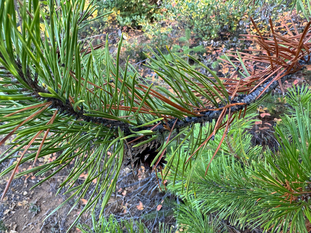 Pinus contorta; photograph (c) Caleb Catto, some rights reserved (CC BY)