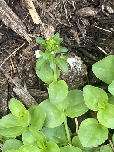 Veronica serpyllifolia, photograph 6