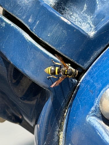 Ancistrocerus bustamente