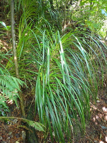Freycinetia banksii, photograph 3