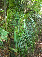 (c) Michael Berardozzi, some rights reserved (CC BY) Freycinetia banksii, photograph (c) Michael Berardozzi, some rights reserved (CC BY)