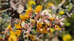 Pultenaea largiflorens, photograph (c) Rosalie Lawrence, some rights reserved (CC BY)