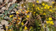Pultenaea largiflorens, photograph (c) Rosalie Lawrence, some rights reserved (CC BY)