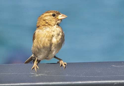 House Sparrow