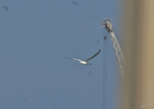 Sandwich Tern