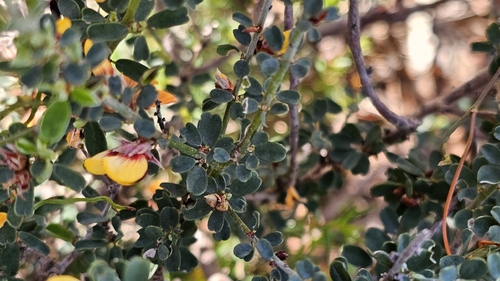 Pultenaea largiflorens, photograph 5
