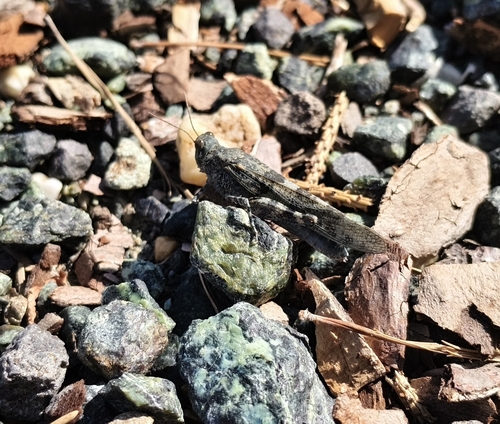Blue-winged Sand Grasshopper