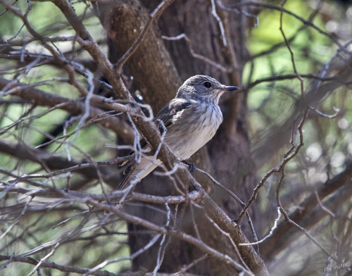 Spotted Flycatcher