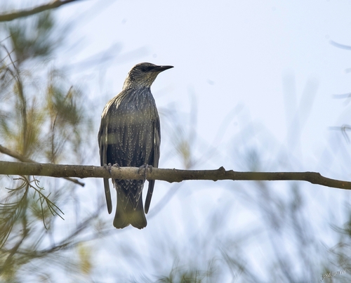 Spotless Starling